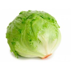 Iceberg salata/db