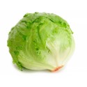 Iceberg salata/db
