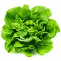 Salată verde / buc